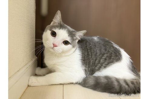 成約済の東京都のマンチカン-88451の1枚目