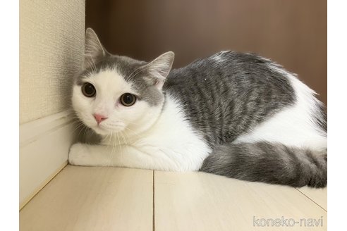 成約済の東京都のマンチカン-88451の3枚目