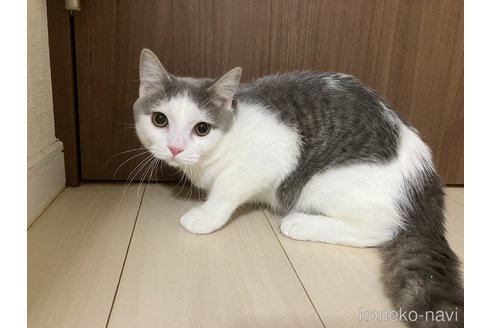 成約済の東京都のマンチカン-88451の2枚目