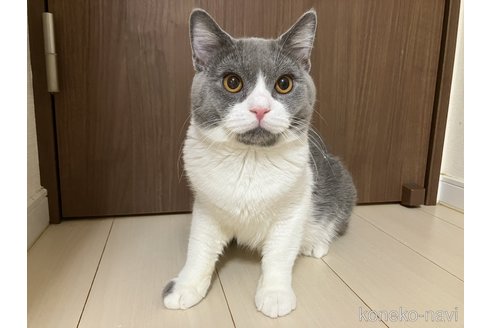 成約済の東京都のマンチカン-84488の1枚目