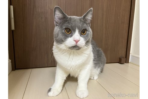 成約済の東京都のマンチカン-84488の3枚目