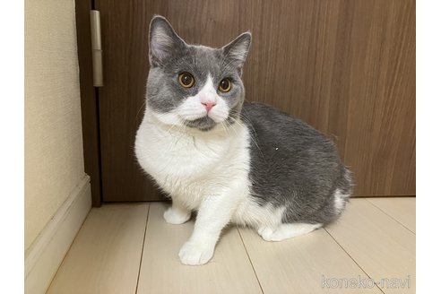 成約済の東京都のマンチカン-84488の2枚目