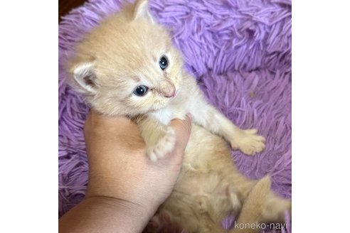 成約済の福岡県のメインクーン-97381の13枚目