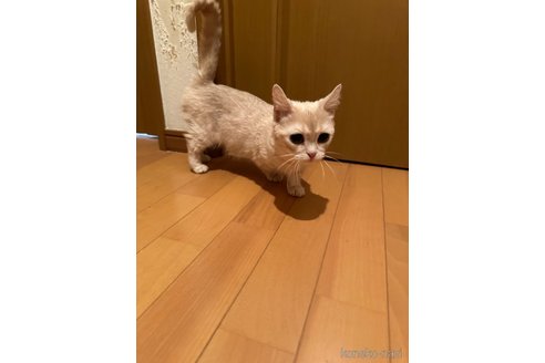 商談中の愛知県のマンチカン(短足)-98129の2枚目