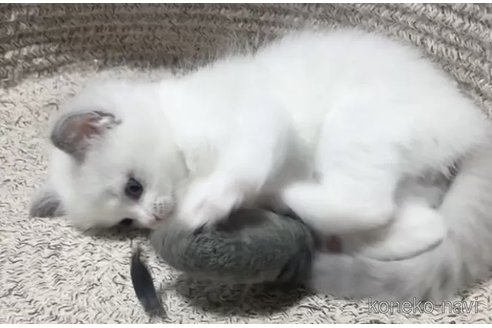 成約済の岐阜県のラグドール-96381の5枚目