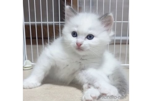 成約済の岐阜県のラグドール-96380の5枚目