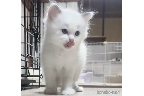 成約済の岐阜県のラグドール-96380の4枚目