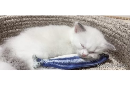 成約済の岐阜県のラグドール-96380の2枚目