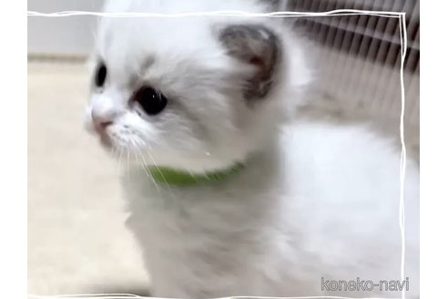成約済の岐阜県のラグドール-96378の2枚目