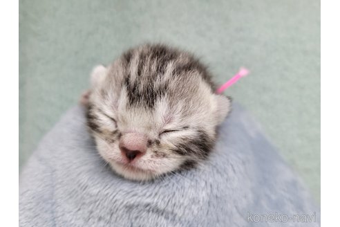 成約済の千葉県のアメリカンショートヘア-98141の13枚目