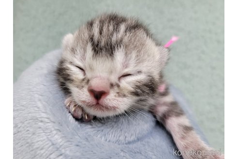 成約済の千葉県のアメリカンショートヘア-98141の14枚目