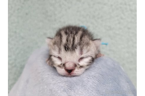 成約済の千葉県のアメリカンショートヘア-98142の13枚目