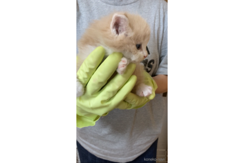 成約済の福岡県のノルウェージャンフォレストキャット-98143の7枚目