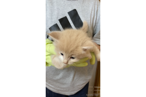 成約済の福岡県のノルウェージャンフォレストキャット-98143の5枚目