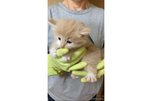成約済の福岡県のノルウェージャンフォレストキャット-98143の3枚目