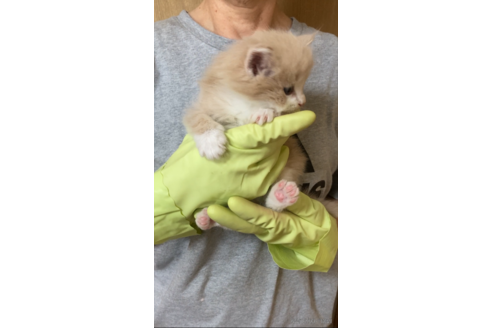 成約済の福岡県のノルウェージャンフォレストキャット-98143の4枚目