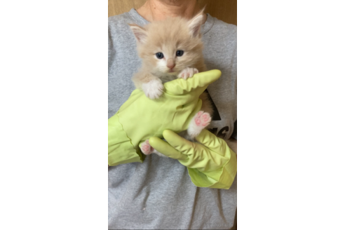 成約済ののノルウェージャンフォレストキャット-98143