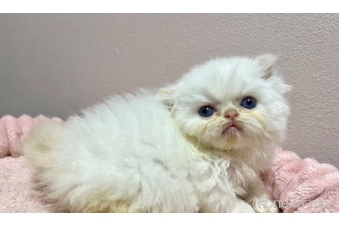 成約済の群馬県のミヌエット-98146の12枚目