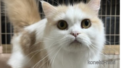 の群馬県の-