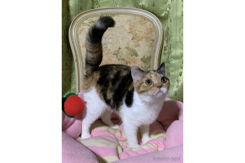 成約済の神奈川県のマンチカン-98155の1枚目