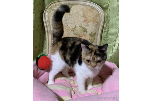 成約済の神奈川県のマンチカン-98155の6枚目