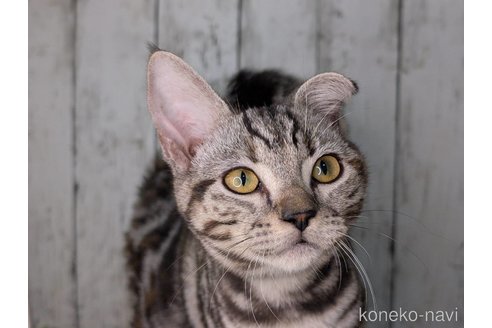 成約済の三重県のアメリカンショートヘア-92953の4枚目