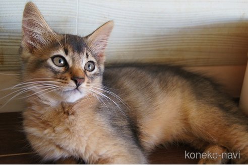 成約済の栃木県のソマリ-98165の7枚目