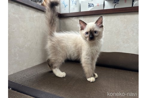 成約済の東京都のラグドール-98176の3枚目