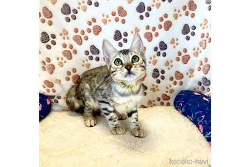 成約済の静岡県のベンガル-93750の11枚目