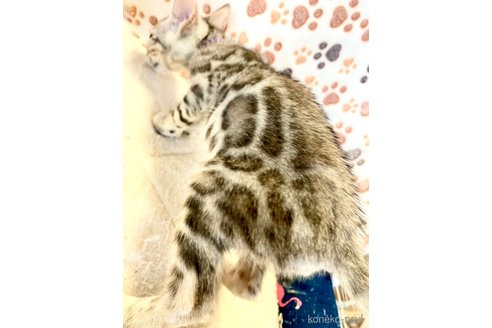 成約済の静岡県のベンガル-93749の10枚目