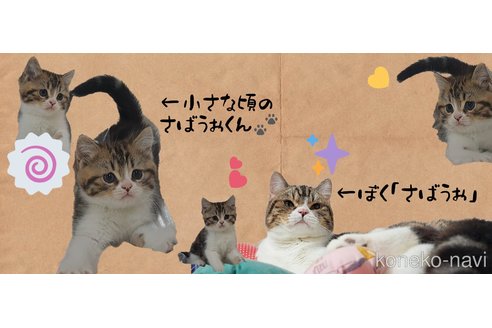成約済の宮城県のスコティッシュフォールド-89566の2枚目