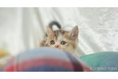 成約済の宮城県のエキゾチックショートヘア-98183の5枚目