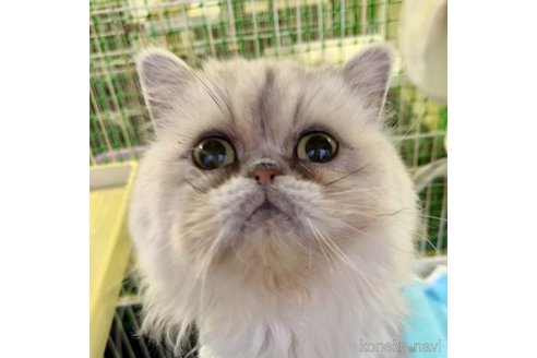 成約済の千葉県のペルシャ-97382の1枚目
