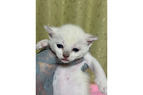 成約済の千葉県のトンキニーズ-98213の1枚目
