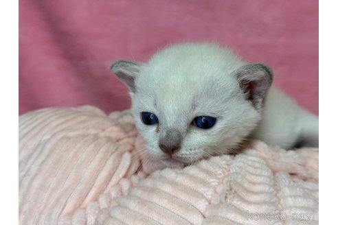 成約済の千葉県のトンキニーズ-98214の6枚目