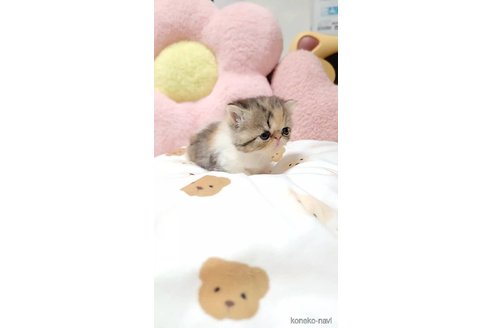成約済の長野県のエキゾチックショートヘア-98224の3枚目