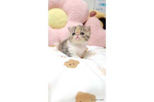 成約済の長野県のエキゾチックショートヘア-98224の4枚目