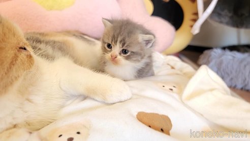 販売中の長野県のエキゾチックショートヘア-98226の6枚目