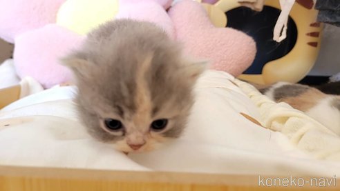 成約済の長野県のエキゾチックショートヘア-98227の2枚目
