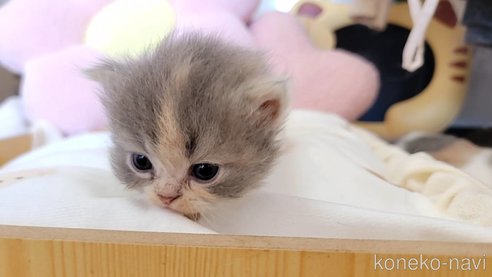 成約済の長野県のエキゾチックショートヘア-98227の3枚目
