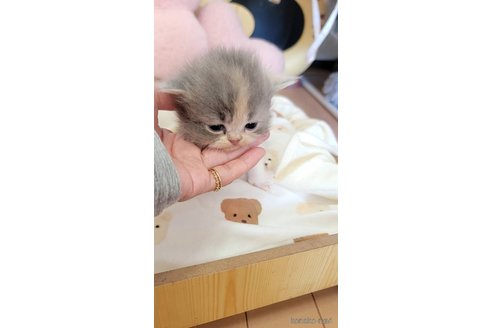 成約済の長野県のエキゾチックショートヘア-98227の4枚目