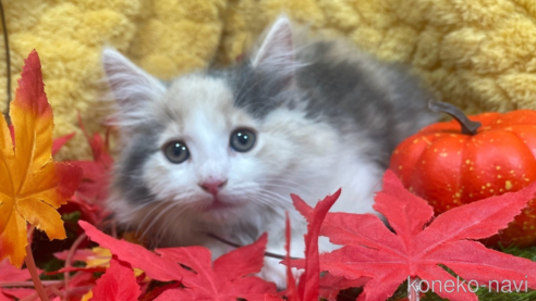 成約済の山口県のノルウェージャンフォレストキャット-98231の1枚目