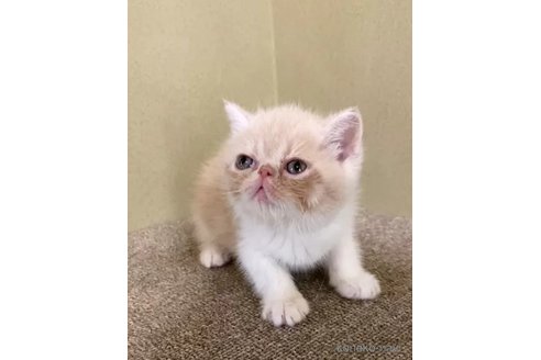 成約済の徳島県のエキゾチックショートヘア-98242の4枚目