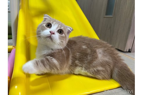 成約済の群馬県のミヌエット-90037の2枚目