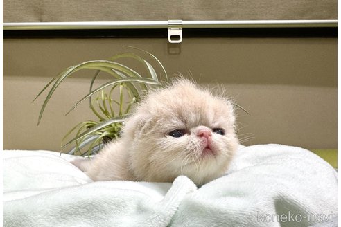 成約済の岐阜県のエキゾチックショートヘア-98252の5枚目