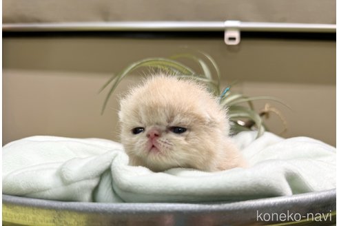 成約済の岐阜県のエキゾチックショートヘア-98252の6枚目