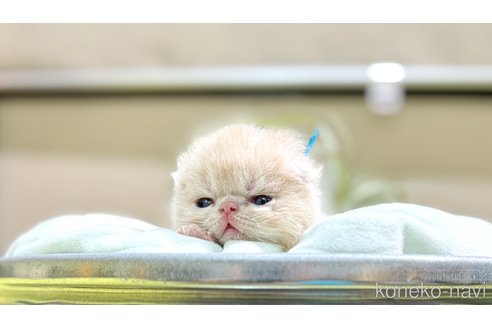 成約済の岐阜県のエキゾチックショートヘア-98252の2枚目