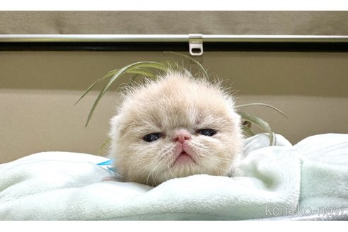 成約済の岐阜県のエキゾチックショートヘア-98252の3枚目