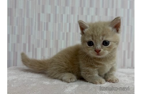成約済の千葉県のマンチカン(短足)-98255の2枚目