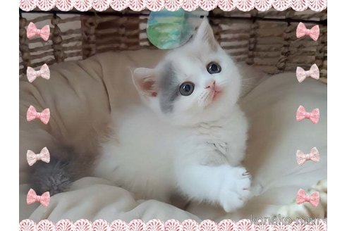 成約済の愛媛県のミヌエット-98256の2枚目
